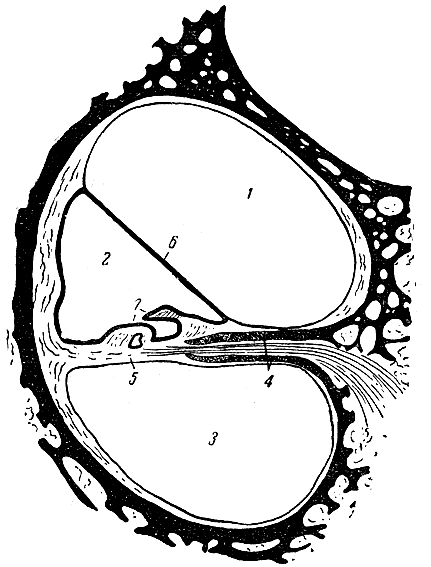 Рис. 157. Схема поперечного разреза улитки (сильное увеличение). 1 - лестница преддверия; 2 - перепончатый канал улитки; 3 - лестница барабанная; 4 - костная (спиральная) пластинка; 5 - перепончатая (спиральная) пластинка; 6 - пластинка, отделяющая перепончатый канал улитки от лестницы преддверия; 7 - кортиев орган