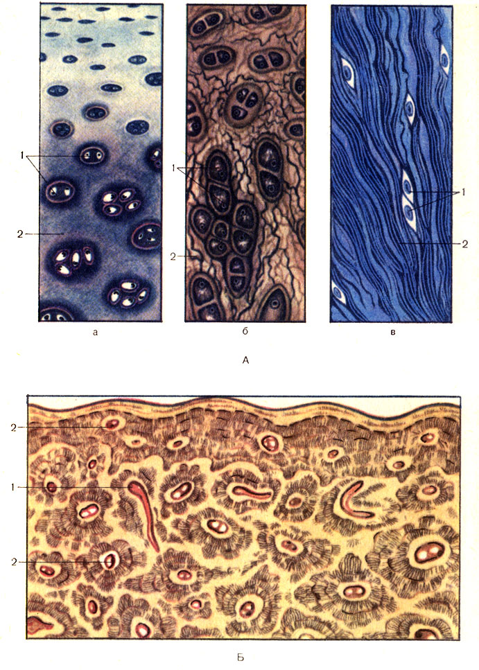 Рис. 2. Хрящевая (А) и костная (Б) ткани. А: а - гиалиновый хрящ (cartilago hyalina); б - эластический хрящ (cartilago elastiса); в - волокнистый (коллагеновый) хрящ (cartilago fibrosa); 1 - хондроциты, или хрящевые клетки (chondrocyti); 2 - хрящевой матрикс (matrix cartilaginea). Б - поперечный срез: 1 - питательный канал; 2 - остеоцит (osteocytus)