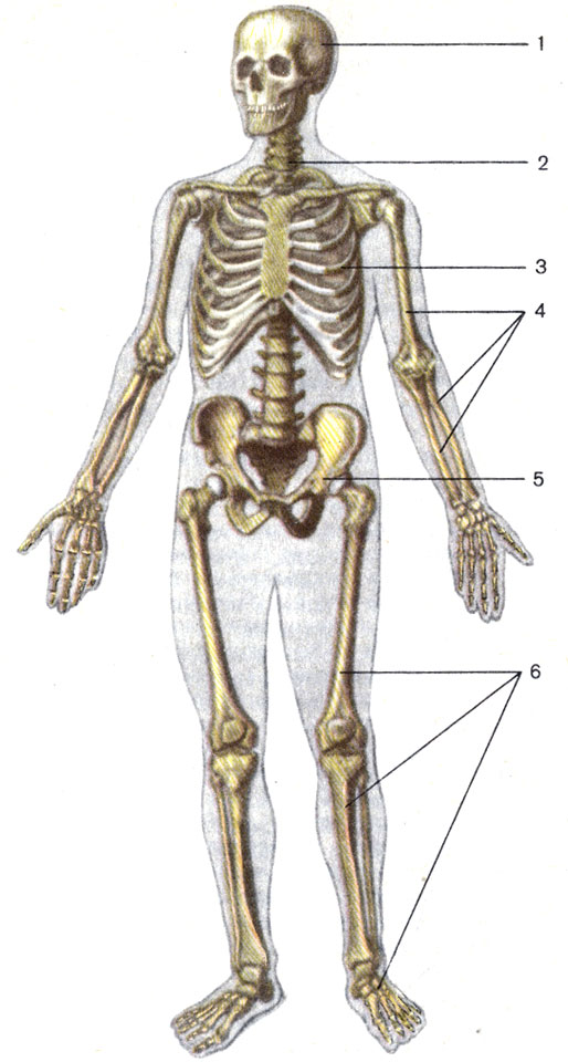 Рис. 5. Скелет. 1 - череп (cranium); 2 - позвоночный столб (columna vertebraiis); 3 - грудная клетка (compages thoracis); 4 - кости верхней конечности (ossa membri superioris); 5 - тазовая кость (os coxae); 6 - кости нижней конечности (ossa membri inferioris)