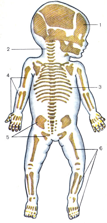 Рис. 6. Скелет новорожденного. 1 - череп (cranium); 2 - позвоночный столб (columna vertebralis); 3 - грудная клетка (compages thoracis); 4 - кости верхней конечности (ossa membri superioris); 5 - тазовые кости (ossa coxae); 6 - кости нижней конечности (ossa membri inferioris)