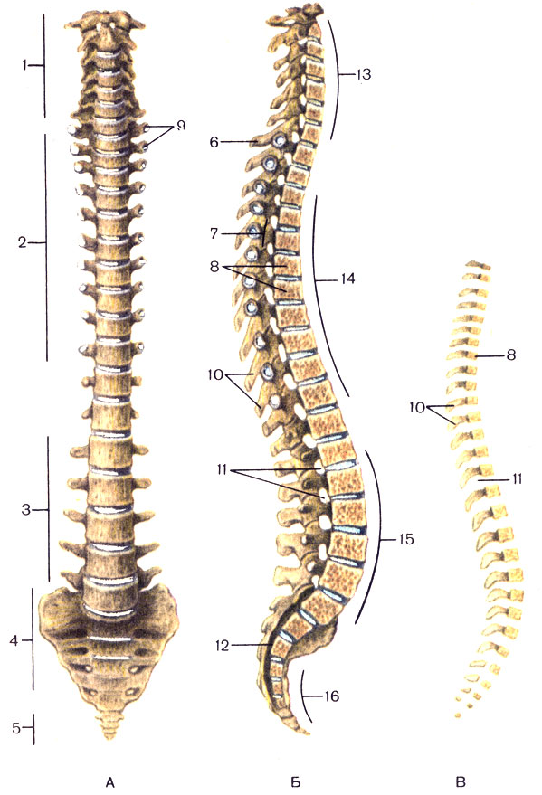 Рис. 7. Позвоночный столб. А - вид спереди; Б - срединный распил; В - позвоночный столб новорожденного; 1 - шейные позвонки (vertebrae cervicales); 2 - грудные позвонки (vertebrae thoracicae); 3 - поясничные позвонки (vertebrae iumbales); 4 - крестцовые позвонки (крестец) (vertebrae sacrales); 5 - копчиковые позвонки (vertebrae coccygeae); 6 - выступающий позвонок (vertebra prominens); 7 - позвоночный канал (canalis vertebralis); 8 - тело позвонка (corpus vertebrae); 9 - поперечные отростки (processus transversales) позвонков; 10 - остистый отросток (processus spinosus); 11 - межпозвоночное отверстие (foramen intervertebrale); 12 - крестцовый канал (canalis sacralis); 13 - шейный лордоз (lordosis cervicalis); 14 - грудной кифоз (kyphosis thoracalis); 15 - поясничный лордоз (lordosis lumbalis); 16 - крестцовый кифоз (kyphosis sacralis)