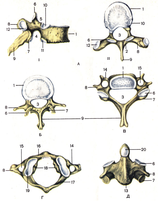 . 8. .  -   (vertebra thoracica): I -  ; II -  .  -   (vertebra lumbalis).  -   (vertebra cervicalis).  - I   -  (atlas).  - II   -   (axis); 1 -  (corpus vertebrae); 2 -   (arcus vertebrae); 3 -   (foramen vertebrale); 4 -    (incisure vertebralis inferior); 5 -    (incisure vertebralis superior); 6 -    (processus articularis superior); 7 -    (processus articularis inferior); 8 -   (processus transversus); 9 -   (processus spinosus); 10 -    (fovea costalis superior); 11 -    (fovea costalis inferior); 12 -     (fovea costalis processus transversus); 13 -  II   (corpus vertebrae II); 14 -   (processus costalis); 15 -    (foramen processus transversus); 16 -   (arcus anterior) ; 17 -   (arcus posterior) ; 18 -   (massae laterales) ; 19 -     (fovea articularis superior); 20 -    (dens axis)
