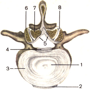 Рис. 11. Межпозвоночные соединения. 1 - студенистое ядро (nucleus pulposus); 2 - передняя продольная связка (lig. longitudinale anterius); 3 - фиброзное кольцо (annulus fibrosus); 4 - задняя продольная связка (lig. longitudinale posterius); 5 - желтая связка (lig. flavum); 6 - верхний суставной отросток нижележащего позвонка (processus articularis superior); 7 - нижний суставной отросток вышележащего позвонка (processus articularis inferior); 8 - дугоотростчатый сустав (articulatio zygapophysialis)