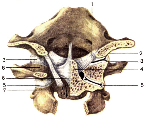 Рис. 14. Соединения между затылочной костью, I и II шейными позвонками.1 - крыловидные связки (ligg. alaria); 2 - затылочный мыщелок (condylus occipitalis); 3 - атлантозатылочный сустав (articulatio atlanto-occipitalis); 4 - зуб осевого позвонка (dens axis); 5 - латеральный атлантоосевой сустав (articulatio atlanto-axialis lateralis); 6 - крестообразная связка атланта (lig. cruciforme atlantis); 7 - тело осевого позвонка (corpus axis); 8 - боковая масса атланта (massa lateralis)