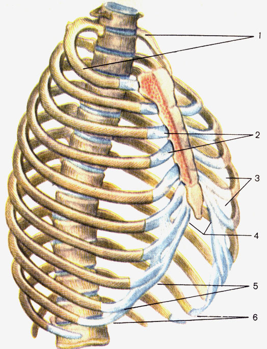 Рис. 15. Грудная клетка. 1 - верхняя апертура грудной клетки (apertura thoracis superior); 2 - грудино-реберные суставы (articulationes sternocostales); 3 - межреберье (spatium intercostale); 4 - подгрудинный угол (angulus infrasternalis); 5 - реберная дуга (arcus costalis); 6 - нижняя апертура грудной клетки (apertura thoracis inferior)