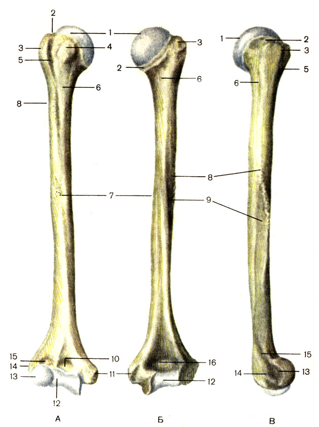 Рис. 18. Плечевая кость, правая. А - вид спереди; Б - вид сзади; В - вид справа; 1 - головка плечевой кости (caput humeri); 2 - анатомическая шейка (collum anatomicum); 3 - большой бугорок (tuberculum majus); 4 - малый бугорок (tuberculum minus); 5 - межбугорковая борозда (sulcus intertubercularis); 6 - хирургическая шейка (collum chirurgicum); 7 - тело плечевой кости (corpus humeri); 8 - дельтовидная бугристость (tuberositas deltoidea); 9 - борозда лучевого нерва (sulcus n. radialis); 10 - венечная ямка (fossa coronoidea); 11 - медиальный надмыщелок (epicondylus medialis); 12 - блок плечевой кости (trochlea humeri); 13 - головка мыщелка плечевой кости (capitulum humeri); 14 - латеральный надмыщелок (epicondylus lateralis); 15 - лучевая ямка (fossa radialis); 16 - ямка локтевого отростка (fossa olecrani)