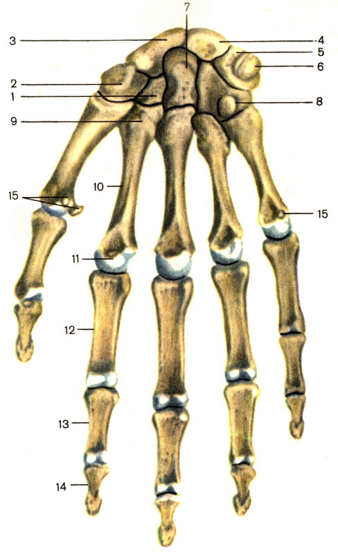 Рис. 20. Кости кисти, правой; ладонная поверхность. 1 - трапециевидная кость (os trapezoideum); 2 - кость-трапеция (os trapezium); 3 - ладьевидная кость (os scapho-ideum); 4 - полулунная кость (os linatum); 5 - трехгранная кость (os triquetrum); 6 - гороховидная кость (os pisiforme); 7 - головчатая кость (os capitatum); 8 - крючковидная кость (os hamatum); 9 - основание пястной кости (basis metacarpalis); 10 - тело пястной кости (corpus metacarpalis); 11 - головка пястной кости (caput metacarpalis); 12 - проксимальная фаланга (phalanx proximalis); 13 - средняя фаланга (phalanx media); 14 - дистальная фаланга (phalanx distalis); 15 - сесамовидные кости (ossa sesamoidea)