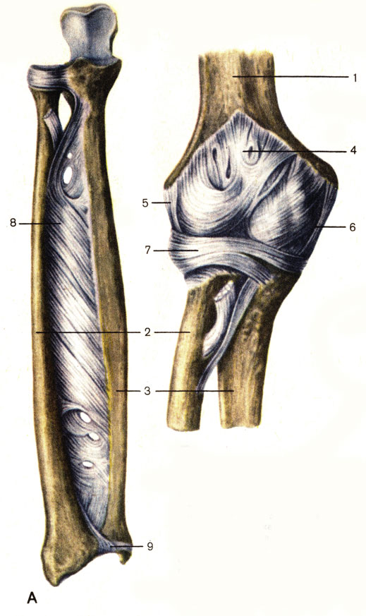 Рис. 26. Соединение костей предплечья (А). Локтевой сустав, правый (Б). 1 - плечевая кость (humerus); 2 - лучевая кость (radius); 3 - локтевая кость (ulna); 4 - суставная капсула (capsula articularis); 5 - лучевая коллатеральная связка (lig. collaterale radiale); 6 - локтевая коллатеральная связка (lig. collaterale ulnare); 7 - кольцевая связка лучевой кости (lig. annulare radii); 8 - межкостная перепонка предплечья (membrane interossea antebrachii); 9 - суставной диск (discus articularis)