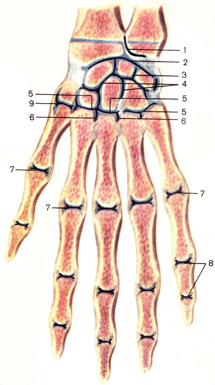 Рис. 27. Соединения костей кисти, правой; фронтальный распил. 1 - дистальный лучелоктевой сустав (articulatio radio-ulnaris distalis); 2 - лучезапястный сустав (articulatio radiocarpal); 3 - среднезапястный сустав (articulatio mediocarpalis); 4 - межзапястные суставы (articulationes intercarpales); 5 - запястно-пястные суставы (articulationes carpometacarpales); 6 - межпястные суставы (articulationes intermetacarpales); 7 - пястно-фаланговые суставы (articulationes metacarpophalangeales); 8 - межфаланговые суставы кисти (articulationes interphalangeales manus); 9 - запястно-пястный сустав большого пальца кисти (articulatio carpometacarpalis pollicis)