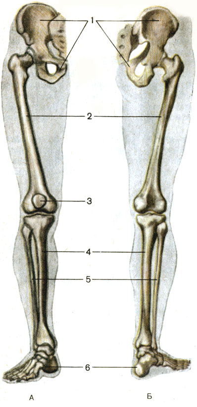 Рис. 29. Скелет нижней конечности, правой. А - вид спереди; Б - вид сзади; 1 - тазовая кость (os coxae); 2 - бедренная кость (femur); 3 - надколенник (patella); 4 - большеберцовая кость (tibia); 5 - малоберцовая кость (fibula); 6 - кости стопы (ossa pedis)