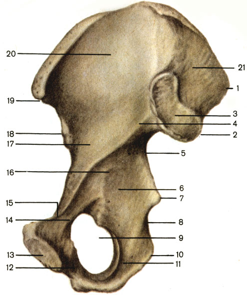 Рис. 30. Тазовая кость, правая; вид изнутри. 1 - верхняя задняя подвздошная ость (spina iliaca posterior superior); 2 - нижняя задняя подвздошная ость (spina iliaca posterior inferior); 3 - ушковидная поверхность (facies auricularis); 4 - дугообразная линия (linea arcuata); 5 - большая седалищная вырезка (incisure ischiadica major); 6 - тело седалищной кости (corpus ossis ischii); 7 - седалищная ость (spina ischiadica); 8 - малая седалищная вырезка (incisure ischiadica minor); 9 - запирательное отверстие (foramen obturatum); 10 - седалищный бугор (tuber ischiadicum); 11 - ветвь седалищной кости (ramus ossis ischii); 12 - нижняя ветвь лобковой кости (ramus inferior ossis pubis); 13 - симфизиальная поверхность (facies symphysialis); 14 - верхняя ветвь лобковой кости (ramus superior ossis pubis); 15 - лобковый гребень (crista pubica); 16 - тело лобковой кости (corpus ossis pubis); 17 - тело подвздошной кости (corpus ossis ilii); 18 - нижняя передняя подвздошная ость (spina iliaca anterior inferior); 19 - верхняя передняя подвздошная ость (spina iliaca anterior superior); 20 - подвздошная ямка (fossa iliaca); 21 - подвздошная бугристость (tuberositas iliaca)