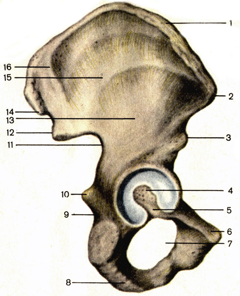 Рис. 31. Тазовая кость, правая; вид снаружи. 1 - подвздошный гребень (crista iliaca); 2 - верхняя передняя подвздошная ость (spina iliaca anterior superior); 3 - нижняя передняя подвздошная ость (spina iliaca anterior inferior); 4 - вертлужная впадина (acetabulum); 5 - вырезка вертлужной впадины (incisure acetabuli); 6 - лобковый бугорок (tuberculum pubicum); 7 - запирательное отверстие (foramen obturatum); 8 - седалищный бугор (tuber ischiadicum); 9 - малая седалищная вырезка (incisure ischiadica minor); 10 - седалищная ость (spina ischiadica); 11 - большая седалищная вырезка (incisure ischiadica major); 12 - нижняя задняя подвздошная ость (spina iliaca posterior inferior); 13 - нижняя ягодичная линия (linea glutea inferior); 14 - верхняя задняя подвздошная ость (spina iliaca posterior superior); 15 - передняя ягодичная линия (linea glutea anterior); 16 - задняя ягодичная линия (linea glutea posterior)