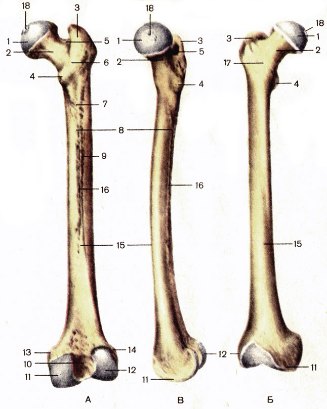 Рис. 32. Бедренная кость, правая. А - вид сзади; Б - вид спереди; В - вид слева; 1 - головка бедренной кости (caput ossis femoris); 2 - шейка бедренной кости (collum ossis femoris); 3 - большой вертел (trochanter major); 4 - малый вертел (trochanter minor); 5 - вертельная ямка (fossa trochanterica); 6 - межвертельный гребень (crista intertrochanterica); 7 - ягодичная бугристость (tuberositas glutea); 8 - медиальная губа (labium mediale) шероховатой линии; 9 - латеральная губа (labium laterale) шероховатой линии; 10 - межмыщелковая ямка (fossa intercondylaris); 11 - медиальный мыщелок (condylus medialis); 12 - латеральный мыщелок (condylus lateralis); 13 - медиальный надмыщелок (epicondylus medialis); 14 - латеральный надмыщелок (epicondylus lateralis); 15 - тело бедренной-кости (corpus femoris); 16 - шероховатая линия (linea aspera); 17 - межвертельная линия (linea intertrochanterica); 18 - ямка головки бедренной кости (fovea capitis ossis femoris)
