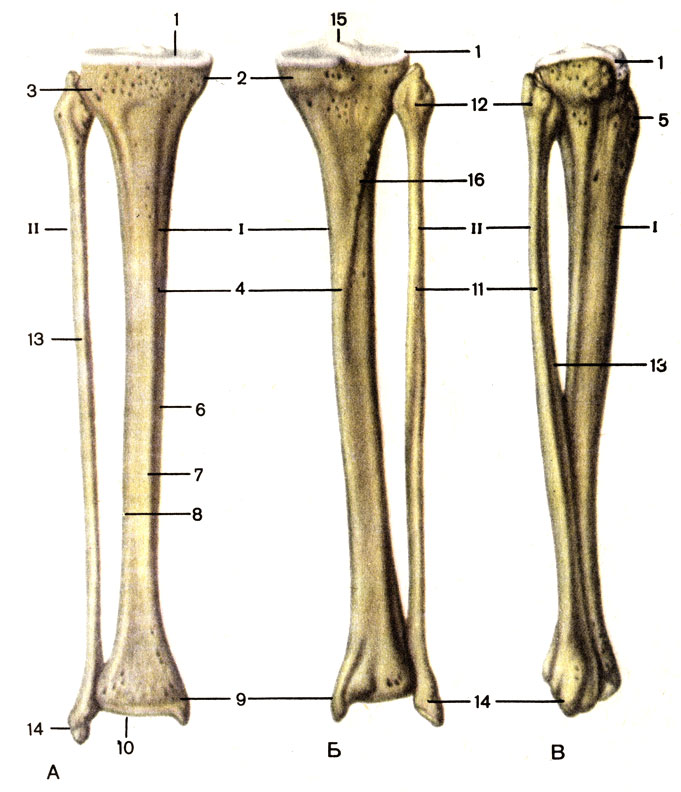 Рис. 33. Кости голени, правой. А - вид спереди; Б - вид сзади; В - вид справа; I - большеберцовая кость (tibia); 1 - верхняя суставная поверхность (fades articularis superior); 2 - медиальный мыщелок (condylus medialis); 3 - латеральный мыщелок (condylus lateralis); 4 - тело большеберцовой кости (corpus tibiae); 5 - бугристость большеберцовой кости (tuberositas tibiae); 6 - медиальный край (margo medialis); 7 - передний край (margo anterior); 8 - межкостный край (margo interosseus); 9 - медиальная лодыжка (malleolus medialis); 10 - нижняя суставная поверхность (fades articularis inferior). II - малоберцовая кость (fibula): 11 - тело малоберцовой кости (corpus fibulae); 12 - головка малоберцовой кости (caput fibulae); 13 - передний край (margo anterior); 14 - латеральная лодыжка (malleolus lateralis); 15 - межмыщелковое возвышение (eminentia intercondylaris); 16 - линия камбаловидной мышцы (linea m. solei)