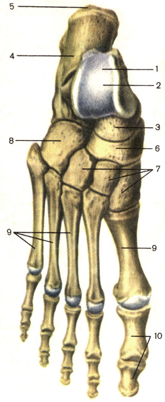 Рис. 34. Кости стопы, правой; тыльная поверхность. 1 - таранная кость (talus); 2 - блок таранной кости (trochlea tali); 3 - головка таранной кости (caput tali); 4 - пяточная кость (calcaneus); 5 - бугор пяточной кости (tuber calcanei); 6 - ладьевидная кость (os naviculare); 7 - клиновидные кости (ossa cuneiformia); 8 - кубовидная кость (os cuboideum); 9 - плюсна (metatarsus); 10 - кости пальцев стопы (ossa digitorum pedis)