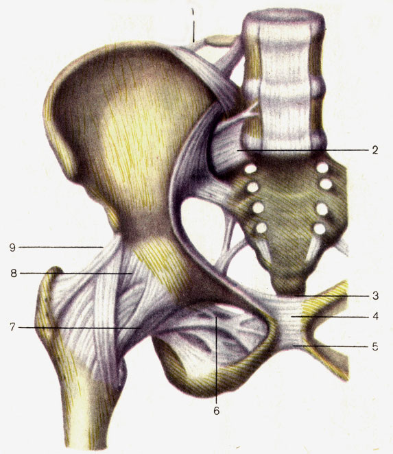 Рис. 35. Соединения костей пояса нижней конечности; вид спереди. 1 - подвздошно-поясничная связка (lig. iliolumbale); 2 - вентральная крестцово-подвздошная связка (lig. sacroiliacum ventrale); 3 - верхняя лобковая связка (lig. pubicum superius); 4 - лобковый симфиз (symphysis pubica); 5 - дугообразная связка лобка (lig. arcuatum pubis); 6 - запирательная мембрана (membrana obturatoria); 7 - лобково-бедренная связка (lig. pubofemorale); 8 - тазобедренный сустав (articulatio coxae); 9 - подвздошно-бедренная связка (lig. iliofemorale)