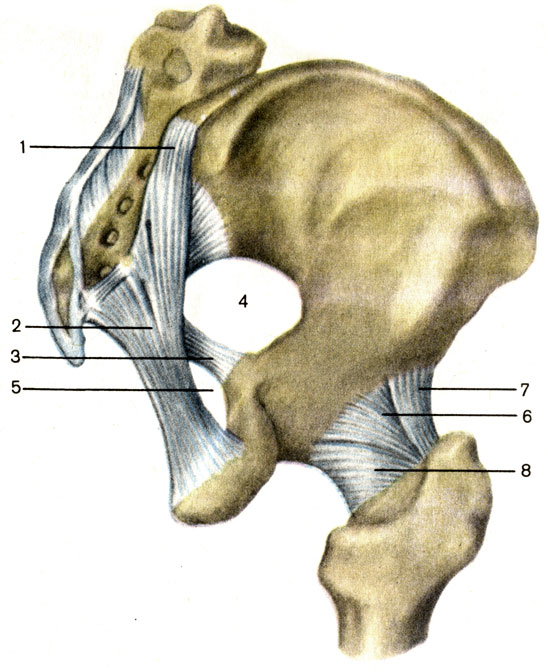 Рис. 36. Соединения костей пояса нижней конечности; вид сзади и сбоку. 1 - задняя крестцово-подвздошная связка (lig. sacroiliacum dorsale); 2 - крестцово-бугорная связка (lig. sacrotuberale); 3 - крестцово-остистая связка (lig. sacrospinale); 4 - большое седалищное отверстие (foramen ischiadicum majus); 5 - малое седалищное отверстие (foramen ischiadicum minus); 6 - седалищно-бедренная связка (lig. ischiofemorale); 7 - подвздошно-бедренная связка (lig. iliofemorale); 8 - тазобедренный сустав (articutatio coxae)