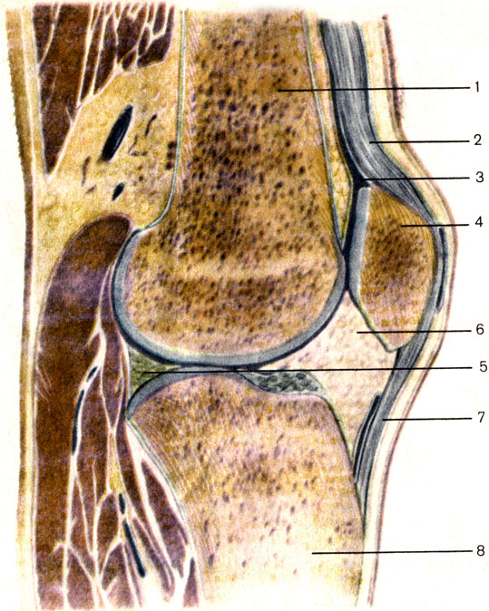 Рис. 43. Коленный сустав; сагиттальный распил. 1 - бедренная кость (os femoris); 2 - суставная капсула (capsula articularis); 3 - суставная полость (cavitas articulare); 4 - надколенник (patella); 5 - медиальный мениск (meniscus medialis); 6 - крыловидная складка (plica alaris); 7 - связка надколенника (lig. patellae); 8 - большеберцовая кость (tibia)