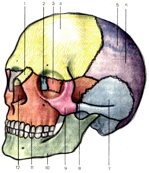 Рис. 46. Череп; вид спереди и слева. 1 - носовая кость (os nasale); 2 - слезная кость (os lacrimale); 3 - решетчатая кость (os ethmoidale); 4 - лобная кость (os frontale); 5 - верхняя височная линия (linea temporalis superior); 6 - теменная кость (os parietale); 7 - височная кость (os temporale); 8 - клиновидная кость (os sphenoidale); 9 - скуловая кость (os zygomaticum); 10 - нижняя челюсть (mandibula); 11 - верхняя челюсть (maxilla); 12 - грушевидная апертура (apertura piriformis)