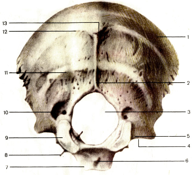 Рис. 48. Затылочная кость; вид снаружи. 1 - затылочная чешуя (squama occipitalis); 2 - наружный затылочный гребень (crista occipitalis externa); 3 - большое затылочное отверстие (foramen magnum); 4 - яремная вырезка (incisure jugularis); 5 - латеральная часть (pars lateralis); 6 - глоточный бугорок (tuberculum pharyngeum); 7 - базилярная часть (pars basilaris); 8 - зонд введен в подъязычный канал; 9 - затылочный мыщелок (condylus occipitalis); 10 - мыщелковая ямка (fossa condylaris); 11 - нижняя выйная линия (linea nuchae inferior); 12 - верхняя выйная линия (linea nuchae superior); 13 - наружный затылочный выступ (protuberantia occipitalis externa)