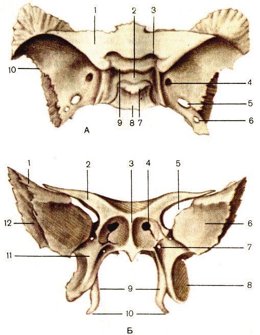 Рис. 49. Клиновидная кость. А - вид сверху: 1 - малое крыло (ala minor); 2 - турецкое седло (sella turcica); 3 - зрительный канал (canalis opticus); 4 - круглое отверстие (foramen rotundum); 5 - овальное отверстие (foramen ovale); 6 - остистое отверстие (foramen spinosum); 7 - спинка седла (dorsum sellae); 8 - тело (corpus); 9 - бугорок седла (tuberculum sellae); 10 - большое крыло (ala major). Б - вид спереди: 1 - большое крыло; 2 - малое крыло; 3 - клиновидный гребень (crista sphenoidalis); 4 - апертура клиновидной пазухи (apertura sinus sphenoidalis); 5 - верхняя глазничная щель (fissura orbitalis superior); 6 - глазничная поверхность (fades orbitalis) больших крыльев; 7 - крыловидный канал (canalis pterygoideus); 8 - латеральная пластинка крыловидного отростка (lamina lateralis processus pterygoidei); 9 - медиальная пластинка крыловидного отростка (lamina medialis processus pterygoidei); 10 - крыловидный крючок (hamulus pterygoideus); 11 - крыловидный отросток (processus pterygoideus); 12 - височная поверхность (facies temporalis) больших крыльев