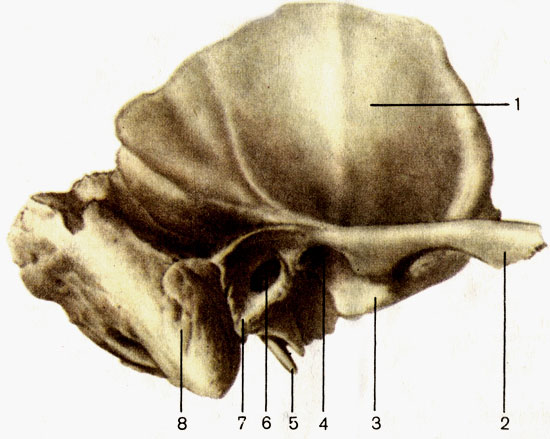Рис. 51. Височная кость; вид снаружи. 1 - чешуйчатая часть (pars squamosa); 2 - скуловой отросток (processus zygomaticus); 3 - суставной бугорок (tuberculum articulare); 4 - нижнечелюстная ямка (fossa mandibularis); 5 - шиловидный отросток (processus styloideus); 6 - наружное слуховое отверстие (porus acusticus externus); 7 - барабанная часть (pars tympanica); 8 - сосцевидный отросток (processus mastoideus)