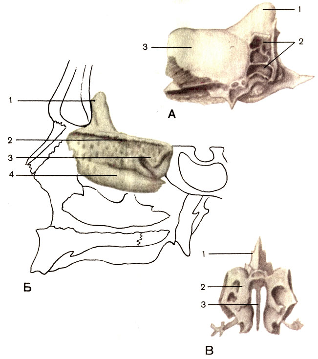 Рис. 55. Решетчатая кость. А - вид справа: 1 - петушиный гребень (crista galli); 2 - решетчатые ячейки (cellulae ethmoidales); 3 - глазничная пластинка (lamina orbitalis). Б - положение в черепе: 1 - петушиный гребень; 2 - решетчатая пластинка (lamina cribrosa); 3 - верхняя носовая раковина (concha nasalis superior); 4 - средняя носовая раковина (concha nasalis media). В - вид спереди: 1 - петушиный гребень; 2 - решетчатый лабиринт (labyrinthus ethmoidalis); 3 - перпендикулярная пластинка (lamina perpendicularis)