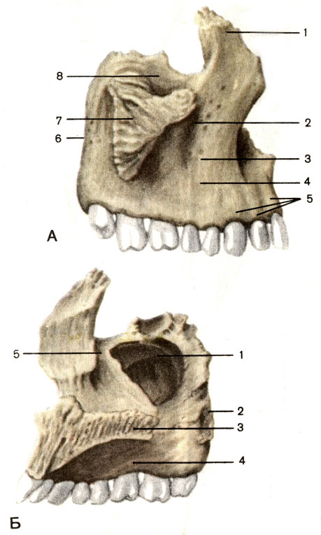 Рис. 56. Верхняя челюсть, правая. А - вид снаружи: 1 - лобный отросток (processus frontalis); 2 - подглазничное отверстие (foramen infraorbitale); 3 - клыковая ямка (fossa canina); 4 - передняя поверхность (facies anterior); 5 - альвеолярные возвышения (juga alveolaria); 6 - бугор верхней челюсти (tuber maxillae); 7 - скуловой отросток (processus zygomaticus); 8 - глазничная поверхность (facies orbitalis). Б - вид со стороны полости носа: 1 - верхнечелюстная пазуха (sinus maxillaris); 2 - подвисочная поверхность (facies infratemporalis); 3 - небный отросток (processus palatinus); 4 - альвеолярный отросток (processus alveolaris); 5 - слезная борозда (sulcus lacrimalis)