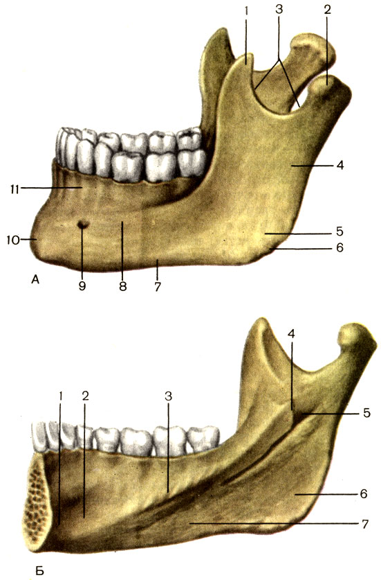 Рис. 57. Нижняя челюсть. А - общий вид: 1 - венечный отросток (processus coronoideus); 2 - мыщелковый отросток (processus condylaris); 3 - вырезка нижней челюсти (incisure mandibuiae); 4 - ветвь нижней челюсти (ramus mandibulae); 5 - жевательная бугристость (tuberositas masseterica); 6 - угол нижней челюсти (angulus mandibuiae); 7 - основание нижней челюсти (basis mandibuiae); 8 - тело нижней челюсти (corpus mandibuiae); 9 - подбородочное отверстие (foramen mentale); 10 - подбородочный выступ (protuberantia mentalis); 11 - альвеолярная часть (pars alveolaris). Б - правая половина, вид с внутренней стороны: 1 - подбородочная ость (spina mentalis); 2 - подъязычная ямка (fovea sublingualis); 3 - челюстно-подъязычная линия (linea mylohyoidea); 4 - язычок нижней челюсти (lingula mandibuiae); 5 - отверстие нижней челюсти (foramen mandibuiae); 6 - крыловидная бугристость (tuberositas pterygoidea); 7 - поднижнечелюстная ямка (fovea submandibularis)