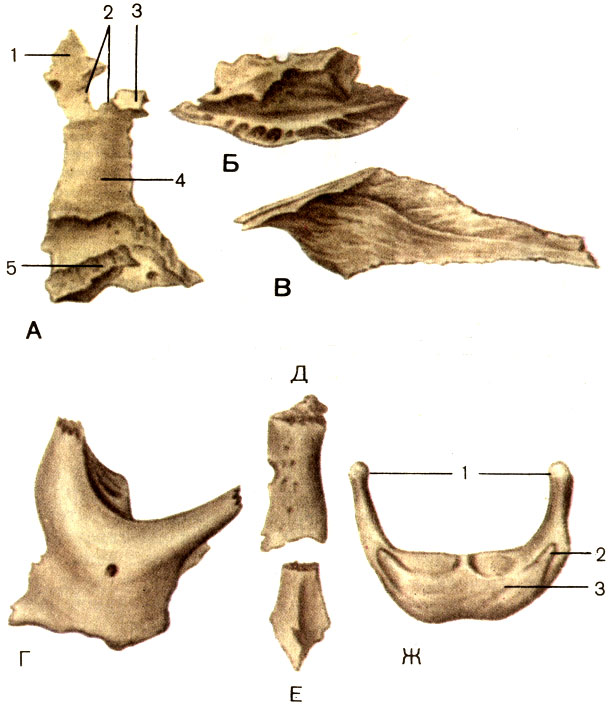 Рис. 58. Кости лица. А - небная кость (os palatinum); 1 - глазничный отросток (processus orbitalis); 2 - клиновидно-небная вырезка (incisure sphenopalatine); 3 - клиновидный отросток (processus sphenoidalis); 4 - перпендикулярная пластинка (lamina perpendicularis); 5 - горизонтальная пластинка (lamina horizontalis). Б - нижняя носовая раковина (concha nasalis inferior). В - сошник (vomer). Г - скуловая кость (os zygomaticum). Д - носовая кость (os nasale). Е - слезная кость (os lacrimale). Ж - подъязычная кость (os hyoideum): 1 - большие рога (cornua majora); 2 - малые рога (cornua minora); 3 - тело подъязычной кости (corpus ossis hyoidei)