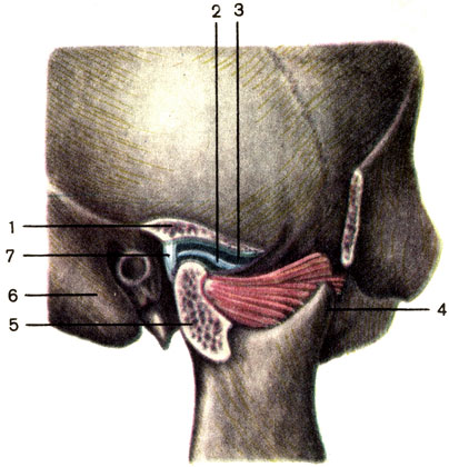 Рис. 59. Височно-нижнечелюстной сустав; вид снаружи (сустав вскрыт в сагиттальной плоскости). 1 - нижнечелюстная ямка височной кости (fossa mandibularis ossis temporalis); 2 - суставной диск (discus articularis); 3 - суставная полость (cavitas articulare); 4 - венечный отросток нижней челюсти (processus coronoideus mandibuiae); 5 - мыщелковый отросток нижней челюсти (processus соndylaris mandibuiae); 6 - сосцевидный отросток височной кости (processus mastoideus ossis temporalis); 7 - суставная капсула (capsula articularis)