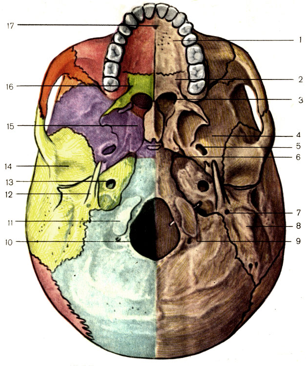 Рис. 61. Наружное основание черепа. 1 - небный отросток верхней челюсти (processus palatinus maxillae); 2 - горизонтальная пластинка небной кости (lamina horizontalis ossis palatini); 3 - хоаны (choanae); 4 - большое крыло клиновидной кости (ala major ossis sphenoidalis); 5 - овальное отверстие (foramen ovale); 6 - рваное отверстие (foramen lacerum); 7 - шилососцевидное отверстие (foramen stylomastoideum); 8 - сосцевидный отросток (processus mastoideus); 9 - зонд введен в подъязычный канал (canalis hypoglossi); 10 - большое затылочное отверстие (foramen magnum); 11 - затылочный мыщелок (condyius occipitalis); 12 - шиловидный отросток (processus styloideus); 13 - сонный канал (canalis caroticus); 14 - нижнечелюстная ямка (fossa mandibulars); 15 - крыловидный отросток клиновидной кости (processus pterygoideus ossis sphenoidalis); 16 - большое небное отверстие (foramen palatinum majus); 17 - резцовое отверстие (foramen incisivum)