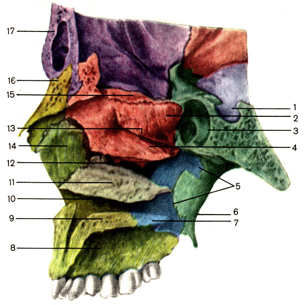 Рис. 62. Полость носа и полость рта; сагиттальный распил. 1 - турецкое седло (sella turcica); 2 - верхняя носовая раковина (concha nasalis superior); 3 - клиновидная пазуха (sinus sphenoidalis); 4 - средняя носовая раковина (concha nasalis media); 5 - перпендикулярная пластинка небной кости (lamina perpendiculars ossis palatini); 6 - медиальная пластинка крыловидного отростка (lamina medialis processus pterygoidei) клиновидной кости; 7 - горизонтальная пластинка небной кости (lamina horizontals ossis palatini); 8 - альвеолярный отросток верхней челюсти (processus alveolaris maxillae); 9 - небный отросток верхней челюсти (processus palatinus maxillae); 10 - нижний носовой ход (meatus nasalis inferior); 11 - нижняя носовая раковина (concha nasalis inferior); 12 - средний носовой ход (meatus nasalis medius); 13 - верхний носовой ход (meatus nasalis superior); 14 - лобный отросток верхней челюсти (processus frontalis maxillae); 15 - решетчатая пластинка решетчатой кости (lamina cribrosa ossis ethmoidalis); 16 - носовая кость (on nasale); 17 - лобная кость (os frontale)