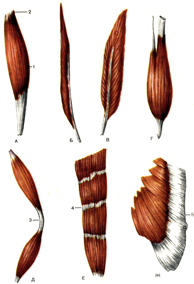 Рис. 64. Формы мышц. А - веретенообразная мышца (m. fusiformis); Б - одноперистая мышца (m. unipennatus); В - двуперистая мышца (m. bipennatus); Г - двуглавая мышца (m. biceps); Д - двубрюшная мышца (m. digastricus); Е - прямая мышца с сухожильными перемычками (m. rectus); Ж - широкая мышца (m. latus); 1 - брюшко (venter); 2 - сухожилие (tendo); 3 - сухожильная дуга (arcus tendineus); 4 - сухожильная перемычка (intersectio tendinea); 5 - апоневроз, или сухожильное растяжение (aponeurosis)