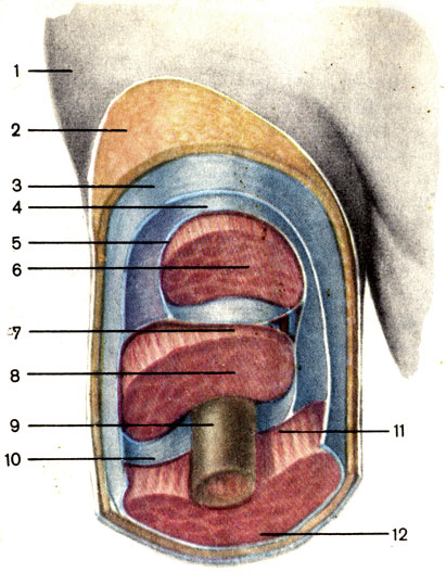Рис. 65. Фасциальные влагалища (плечо; вид спереди). 1 - кожа; 2 - подкожная клетчатка; 3 - поверхностная фасция (fasc:a superficialis); 4 - собственная фасция (fascia propria); 5 - фасциальное влагалище двуглавой мышцы плеча; 6 - двуглавая мышца плеча; 7 - фасциальное влагалище плечевой мышцы; 8 - плечевая мышца; 9 - плечевая кость; 10 - латеральная межмышечная перегородка плеча (septum intermuscularе brachii laterale); 11 - медиальная межмышечная перегородка плеча (septum intermusculare brachii mediale); 12 - трехглавая мышца плеча