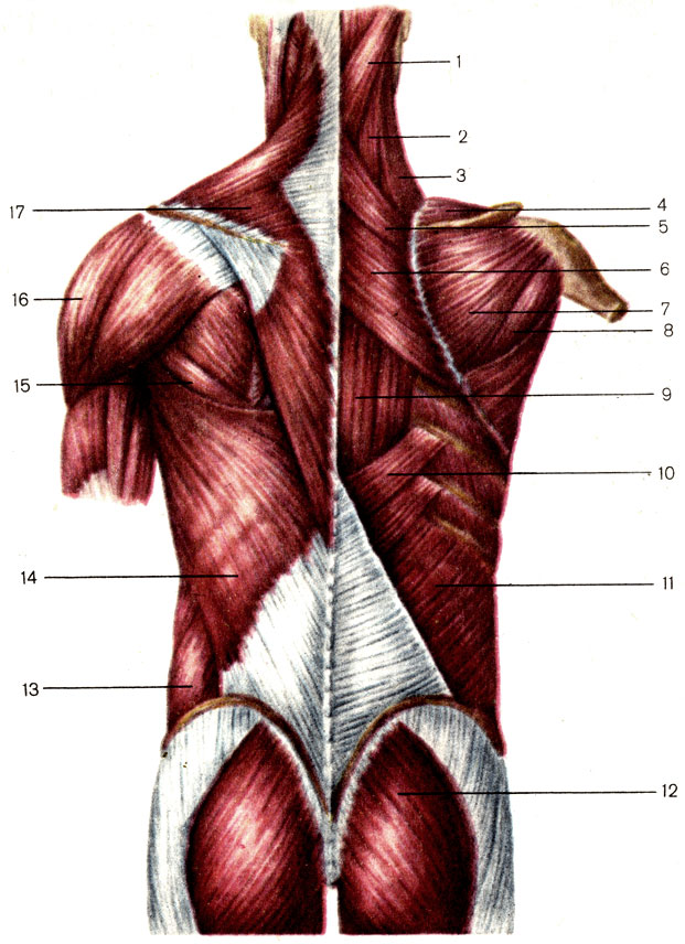 Рис. 66. Мышцы спины и задней области шеи; поверхностные слои. 1 - ременная мышца головы (m. splenitis capitis); 2 - ременная мышца шеи (т. splenitis cervicis); 3 - мышца, поднимающая лопатку (m. levator scapulae); 4 - надостная мышца (m. supraspinatus); 5 - малая ромбовидная мышца (т. rhomboideus minor); 6 - большая ромбовидная мышца (m. rhomboidfeus major); 7 - подостная мышца (m. infraspinatus); 8 - малая круглая мышца (m. teres minor); 9 - мышца, выпрямляющая позвоночник (m. erector spinae); 10 - нижняя задняя зубчатая мышца (m. serratus posterior inferior); 11 - внутренняя косая мышца живота (m. obliquus internus abdominis); 12 - большая ягодичная мышца (т. gluteus maximus); 13 - наружная косая мышца живота (m. obliquus externus abdominis); 14 - широчайшая мышца спины (m. latissimus dorsi); 15 - большая круглая мышца (m. teres major); 16 - дельтовидная мышца (m. deltoideus); 17 - трапециевидная мышца (m. trapezius)