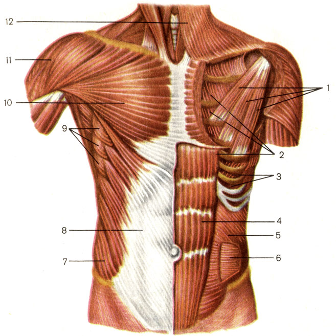 Рис. 69. Мышцы груди и живота. 1 - малая грудная мышца (m. pecforalis minor); 2 - внутренние межреберные мышцы (mm. intercostales interni); 3 - наружные межреберные мышцы (mm. intercostales externi); 4 - прямая мышца живота (m. rectus abdominis); 5 - внутренняя косая мышца живота (m. obliquus internus abdominis); 6 - поперечная мышца живота (m. transversus abdominis); 7 - наружная косая мышца живота (m. obliquus externus abdominis); 8 - апоневроз наружной косой мышцы живота; 9 - передняя зубчатая мышца (m. serratus anterior); 10 - большая грудная мышца (m. pectoralis major); 11 - дельтовидная мышца (m. deltoideus); 12 - подкожная мышца шеи (platysma)