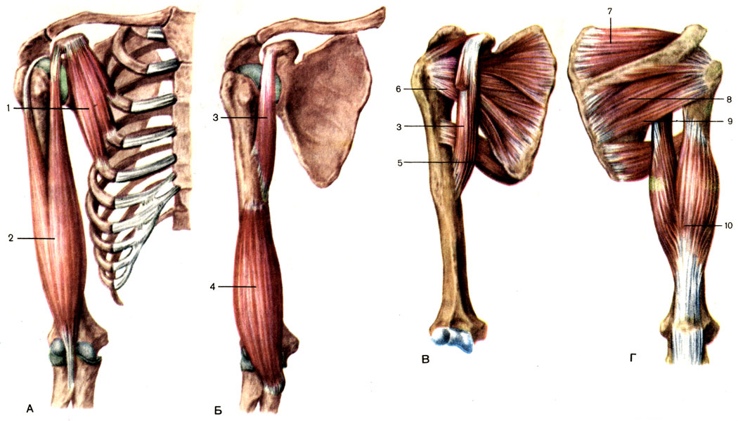 Рис. 76. Мышцы плечевого пояса и плеча, правого. А - В - вид спереди; Г - вид сзади; 1 - малая грудная мышца (m. pectoralis minor); 2 - двуглавая мышца плеча (m. biceps brachii); 3 - клювовидно-плечевая мышца (m. coracobrachial); 4 - плечевая мышца (m. brachialis); 5 - большая круглая мышца (m. teres major); 6 - подлопаточная мышца (m. subscapularis); 7 - надостная мышца (m. supraspinatus); 8 - подостная мышца (m. infraspinatus); 9 - малая круглая мышца (m. teres minor); 10 - трехглавая мышца плеча (m. triceps brachii)