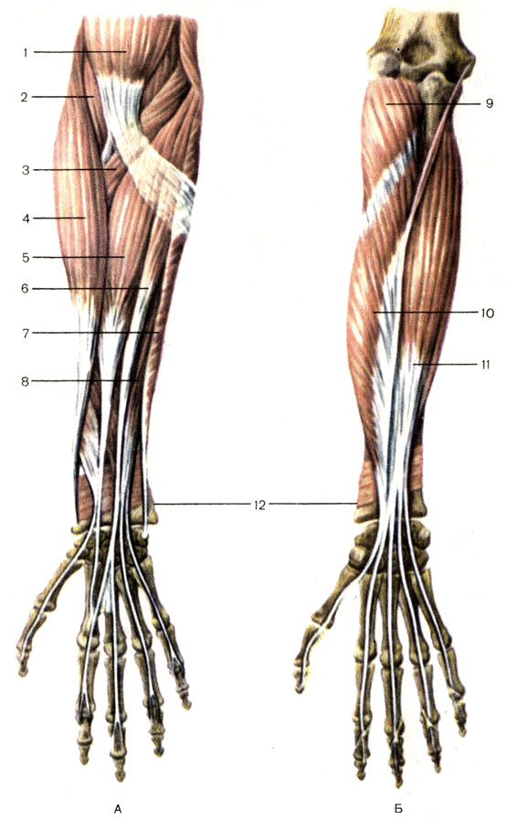 Рис. 77. Мышцы предплечья правого; вид спереди. А - поверхностные; Б - глубокие; 1 - двуглавая мышца плеча (m. biceps brachii); 2 - плечевая мышца (m. brachialis); 3 - круглый пронатор (m. pronator teres); 4 - плечелучевая мышца (m. brachioradialis); 5 - лучевой сгибатель запястья (m. flexor carpi radialis); 6 - длинная ладонная мышца (m. palmaris longus); 7 - локтевой сгибатель запястья (m. flexor carpi ulnaris); 8 - поверхностный сгибатель пальцев (m. flexor digitorum superficialis); 9 - супинатор (m. supinator); 10 - длинный сгибатель большого пальца кисти (m. flexor pollicis longus); 11 - глубокий сгибатель пальцев (m. flexor digitorum profundus); 12 - квадратный пронатор (m. pronator quadratus)