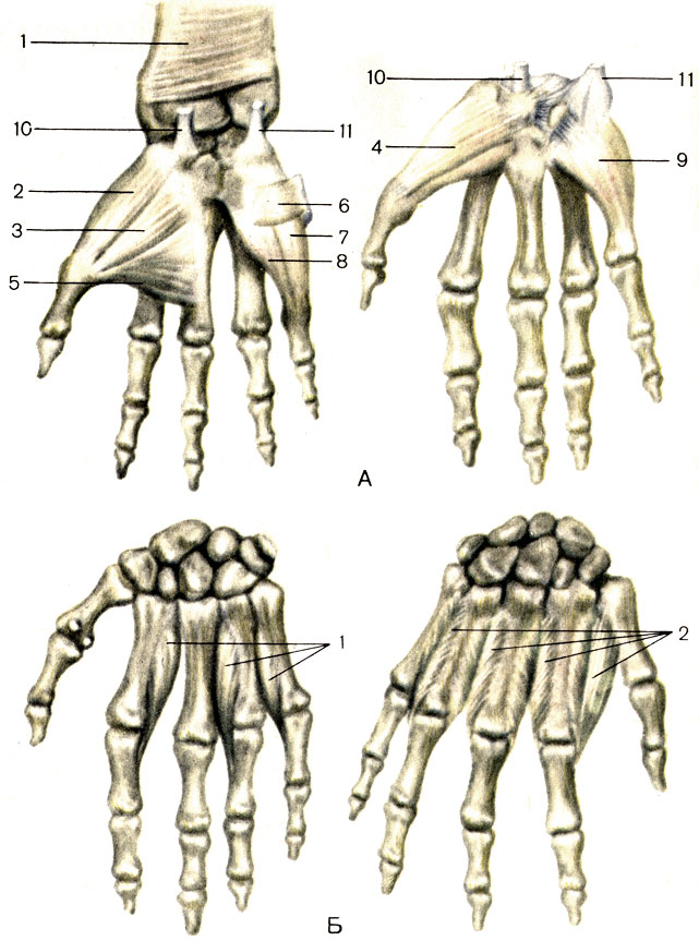 Рис. 79. Мышцы кисти, правой. А - ладонная поверхность: 1 - квадратный пронатор (m. pronator quadratus); 2 - короткая мышца, отводящая большой палец кисти (m. abductor pollicis brevis); 3 - короткий сгибатель большого пальца кисти (m. flexor pollicis brevis); 4 - мышца, противопоставляющая большой палец кисти (m. opponens pollicis); 5 - мышца, приводящая большой палец кисти (m. adductor pollicis); 6 - короткая ладонная мышца (m. palmaris brevis); 7 - мышца, отводящая мизинец (m. abductor digiti minimi); 8 - короткий сгибатель мизинца (m. flexor digiti minimi brevis); 9 - мышца, противопоставляющая мизинец (m. opponens digiti minimi); 10 - сухожилие лучевого сгибателя запястья; 11 - сухожилие локтевого сгибателя запястья. Б - тыльная поверхность: 1 - ладонные межкостные мышцы (mm. interossei palmares); 2 - тыльные межкостные мышцы (mm. interossei dorsales)
