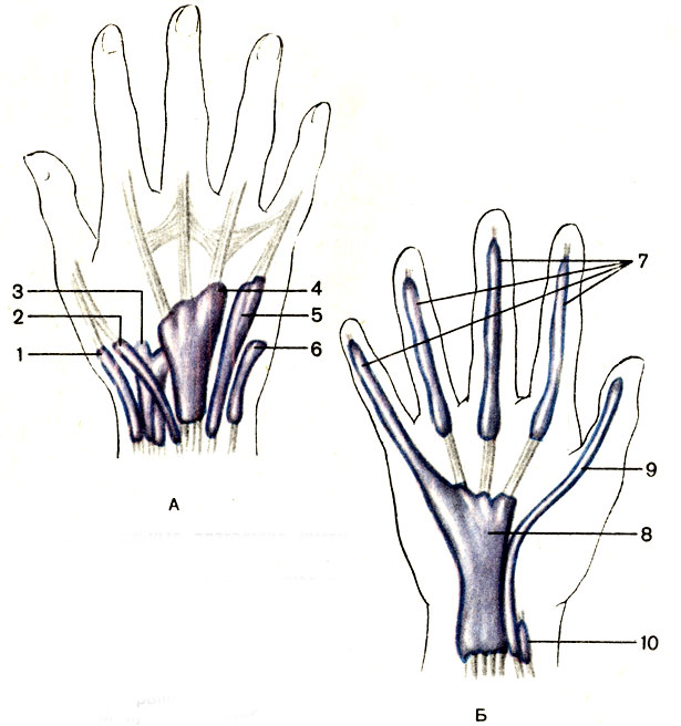 Рис. 80. Синовиальные влагалища кисти, правой. А - тыльная поверхность; Б - ладонная поверхность; 1 - влагалище сухожилий длинной отводящей мышцы и короткого разгибателя большого пальца кисти (vagina tendinum mm. abductoris longi et extensoris brevis pollicis); 2 - влагалище сухожилия длинного разгибателя большого пальца кисти (vagina tendinis m. extensoris pollicis longi); 3 - влагалище сухожилий лучевых разгибателей запястья (vagina tendinum mm. extensorum carpi radialium); 4 - влагалище сухожилий разгибателей пальцев и указательного пальца (vagina tendinum mm. extensoris digitorum et extensoris indicis); 5 - влагалище сухожилия разгибателя мизинца (vagina tendinis m. extensoris digiti minimi); 6 - влагалище сухожилия локтевого разгибателя запястья (vagina tendinis m. extensoris carpi nularis); 7 - влагалище сухожилий пальцев кисти (vaginae tendinum digitorum manus); 8 - общее влагалище сгибателей (vagina communis mm. flexorum); 9 - влагалище сухожилия длиннбго сгибателя большого пальца кисти (vagina tendinis m. flexoris pollicis longi); 10 - влагалище сухожилия лучевого сгибателя запястья (vagina tendinis m. flexoris carpi radialis)