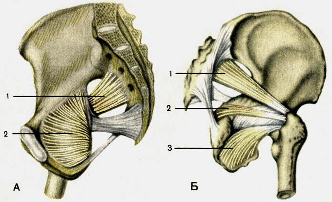 Рис. 81. Мышцы таза правая сторона. А - вид со стороны полости таза; Б - вид снаружи; 1 - грушевидная мышца (m. piriformis); 2 - внутренняя запирательная мышца (m. obturator internus); 3 - наружная запирательная мышца (m. obturator externus)