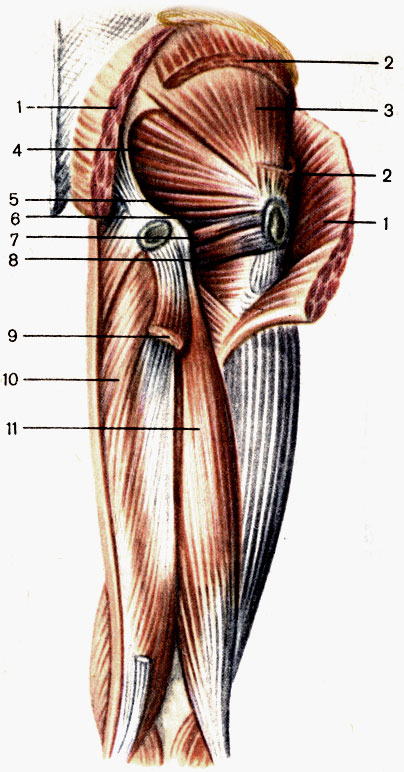 Рис. 82. Мышцы таза и бедра, правого; вид сзади. 1 - большая ягодичная мышца (m. gluteus maximus); 2 - средняя ягодичная мышца (m. gluteus medius); 3 - малая ягодичная мышца (m. gluteus minimus); 4 - грушевидная мышца (m. piriformis); 5 - верхняя близнецовая мышца (m. gemellus superior); 6 - внутренняя запирательная мышца (m. obturator internus); 7 - нижняя близнецовая мышца (m. gemellus inferior); 8 - квадратная мышца бедра (m. quadratus femoris); 9 - полусухожильная мышца (m. semitendinosus, отрезана); 10 - полуперепончатая мышца (m. semimembranosus); 11 - двуглавая мышца бедра (m. biceps femoris)
