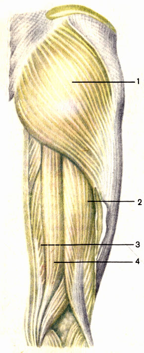 Рис. 84. Мышцы бедра, правого; вид сзади. 1 - большая ягодичная мышца (m. gluteus maximus); 2 - двуглавая мышца бедра (m. biceps femoris); 3 - полуперепончатая мышца (m. semimembranosus); 4 - полусухожильная мышца (m. semitendinosus)