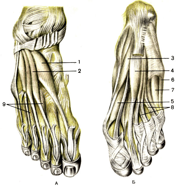 Рис. 87. Мышцы стопы, правой. А - тыльная сторона; Б - подошвенная сторона; 1 - короткий разгибатель большого пальца стопы (m. extensor hallucis brevis); 2 - короткий разгибатель пальцев (m. extensor digitorum brevis); 3 - мышца, отводящая большой палец стопы (m. abductor hallucis); 4 - короткий сгибатель пальцев (m. flexor digitorum brevis); 5 - короткий сгибатель большого пальца стопы (m. flexor hallucis brevis); 6 - мышца, отводящая мизинец стопы (m. abductor digiti minimi); 7 - короткий сгибатель мизинца стопы (m. flexor digiti minimi brevis); 8 - червеобразные мышцы (mm. lumbricales); 9 - тыльные межкостные мышцы (mm. interossei dorsales)