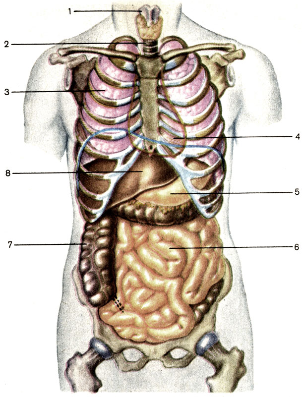 Рис. 89. Внутренние органы; общий вид. 1 - гортань (larynx); 2 - трахея (trachea); 3 - правое легкое (pulmo dexter); 4 - сердце (cor); 5 - желудок (ventriculus, s. gaster); 6 - тонкая кишка (intestinum tenue); 7 - толстая кишка (intestinum crassum); 8 - печень (hepar)