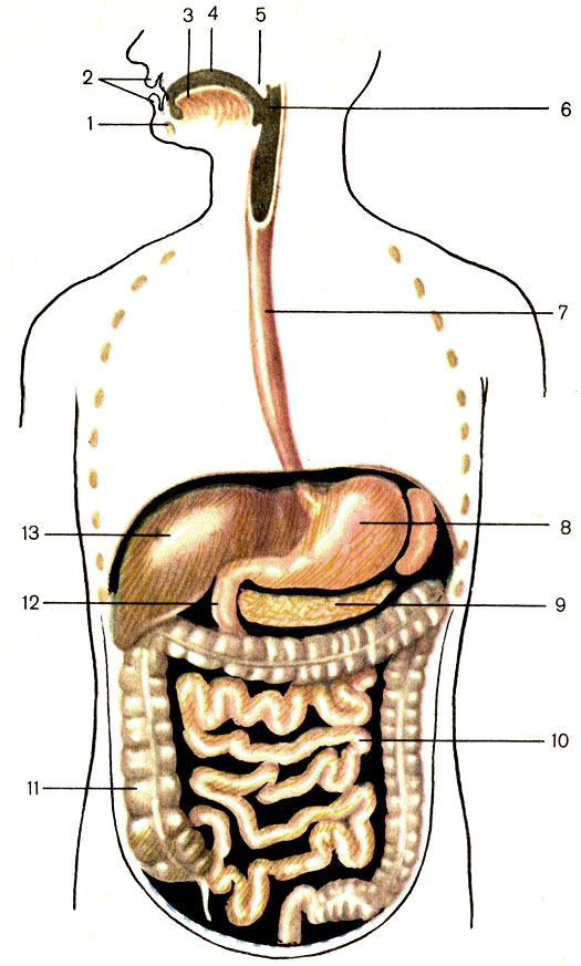 Рис. 90. Схема пищеварительного тракта. 1 - нижняя челюсть (mandibula); 2 - губы рта (labia oris); 3 - язык (lingua); 4 - собственно полость рта (cavitas oris propria); 5 - мягкое небо (palatum molle); 6 - глотка (pharynx); 7 - пищевод (esophagus); 8 - желудок (gaster); 9 - поджелудочная железа (pancreas); 10 - брыжеечная часть тонкой кишки (intestinum tenue); 11 - толстая кишка (intestinum crassum); 12 - двенадцатиперстная кишка (duodenum); 13 - печень (hepar)