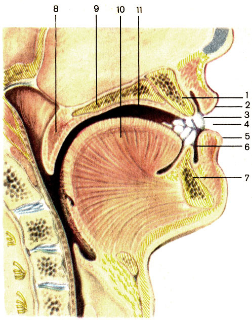 Рис. 91. Полость рта; сагиттальный разрез. 1 - верхняя челюсть (maxilla); 2 - верхняя губа (labium superius); 3 - зубы (dentes); 4 - ротовая щель (rima oris); 5 - нижняя губа (labium inferius); 6 - преддверие рта (vestibulum oris); 7 - нижняя челюсть (mandibula); 8 - мягкое небо (palatum molle); 9 - твердое небо (palatum durum); 10 - язык (lingua); 11 - собственно полость рта (cavitas oris propria)