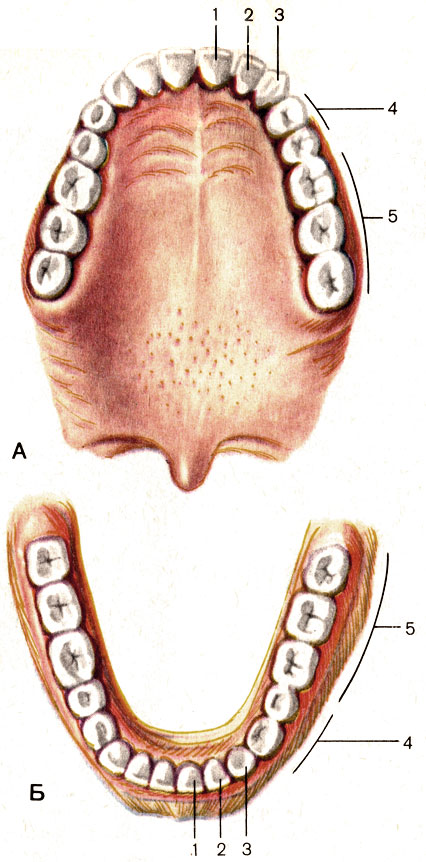 Рис. 94. Верхняя (А) и нижняя (Б) зубные дуги. 1 - медиальный резец (dens incisivus medialis); 2 - латеральный резец (dens incisivus lateralis); 3 - клык (dens caninus); 4 - малые коренные зубы (dentes premolares); 5 - большие коренные зубы (dentes molares)