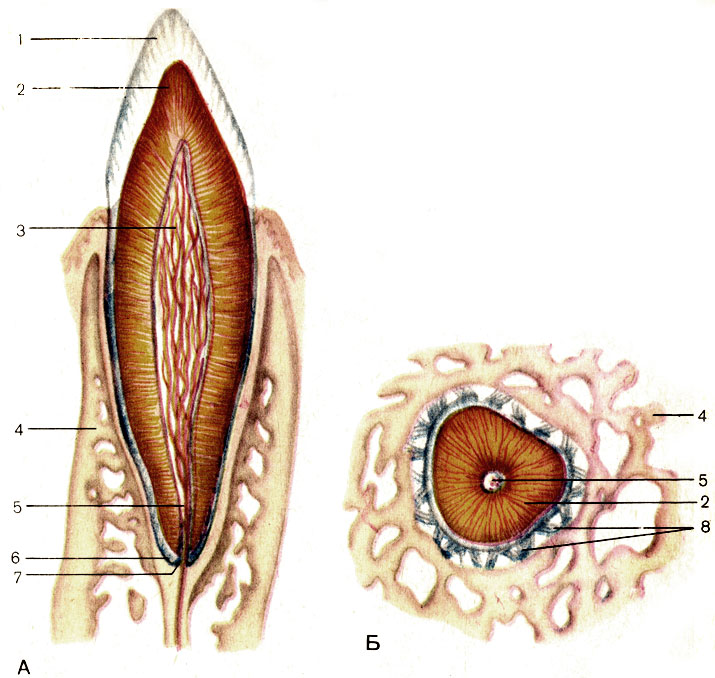 Рис. 95. Строение зуба. А - вертикальный разрез; Б - поперечный разрез; 1 - эмаль (enamelum); 2 - дентин (dentinum); 3 - пульпа зуба (pulpa dentis); 4 - стенки альвеолы; 5 - канал корня зуба (canalis radicis dentis); 6-цемент (cementum); 7 - отверстие верхушки зуба (foramen apicis dentis); 8 - косые зубоальвеолярные волокна